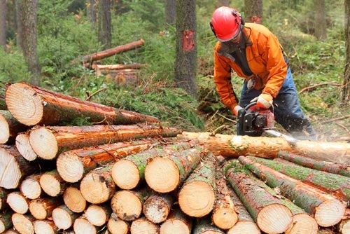 timber-business