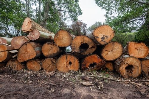 timber-prices-1